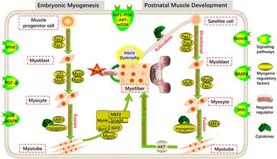 Regulatory role of RNA N6-methyladenosine modifications during skeletal muscle development